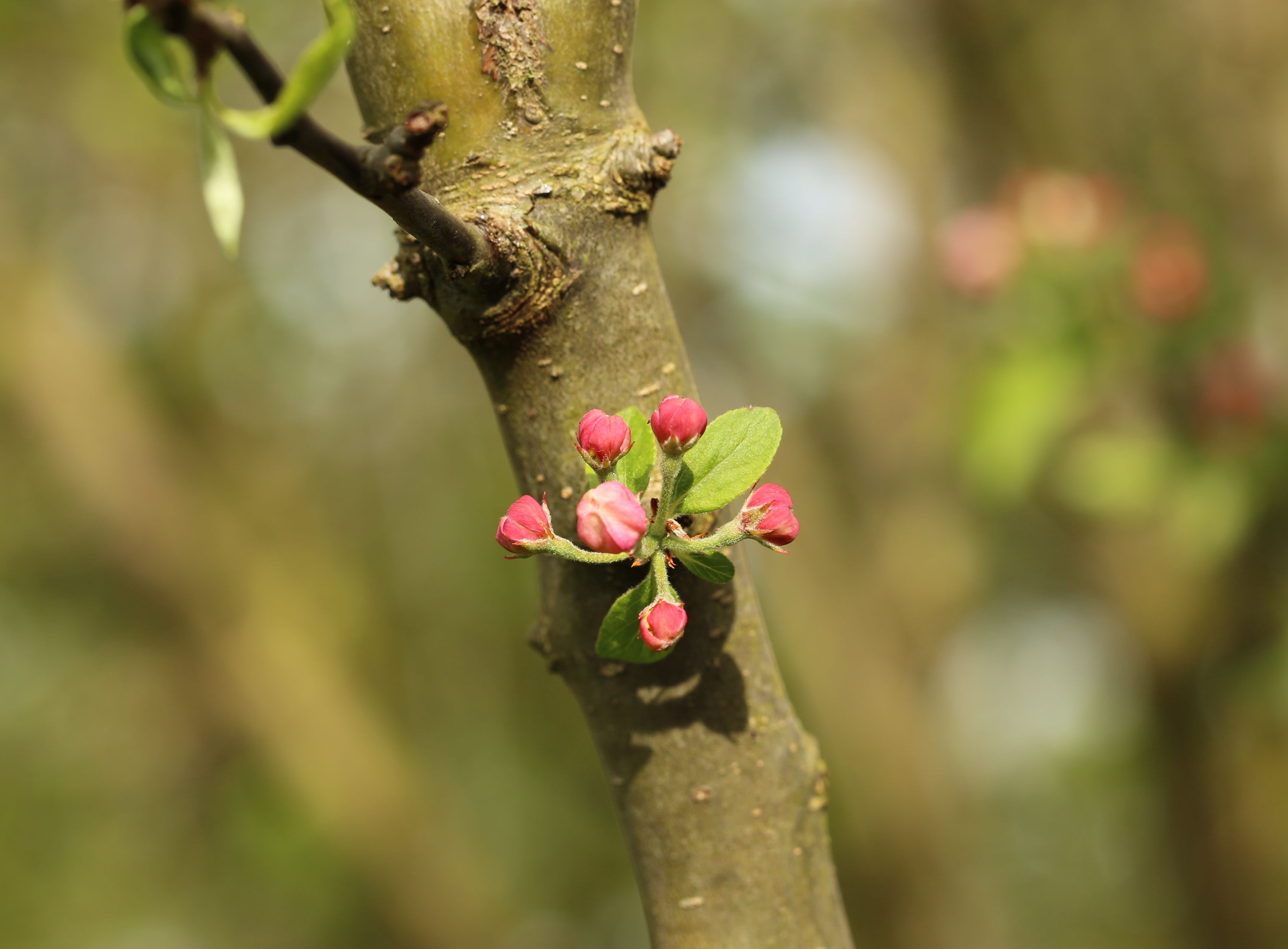 Macro, natuur en landschap